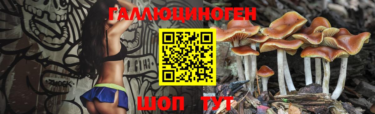 Галлюциногенные грибы Psilocybe Краснодар